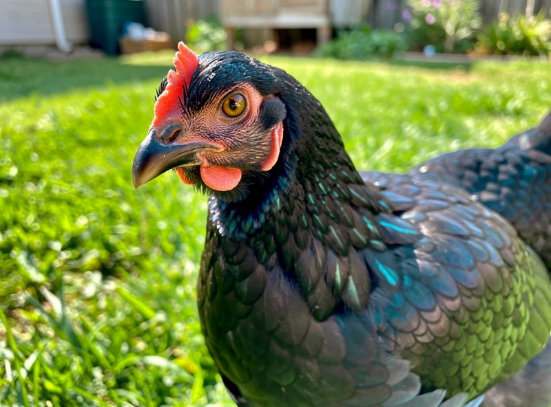 Black Australorp heritage layer hen