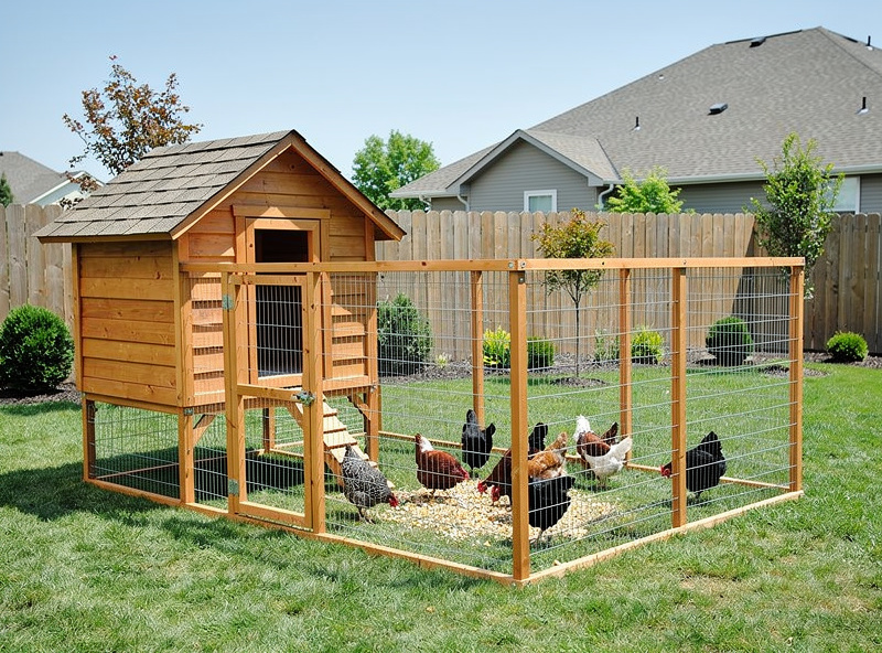 Ten laying hens inside a walk-in chicken coop with multiple nesting boxes and roost bars