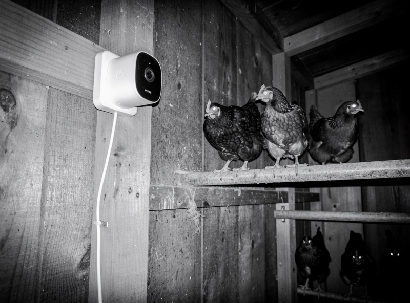 WiFi camera with night vision mounted inside chicken coop