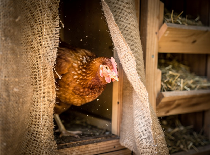 Hen pushing through the slits of a feed-sack curtain into a chicken nesting box, action capture