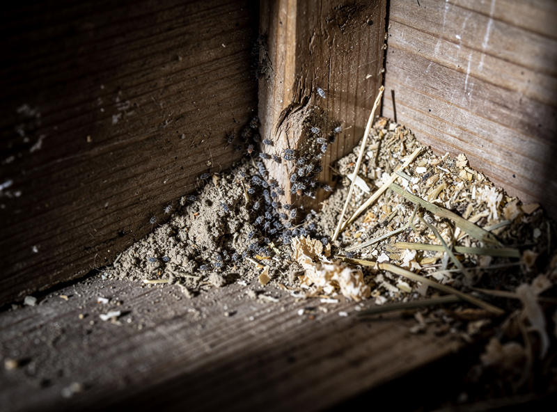 Empty wooden nesting box with old dusty bedding showing visible signs of nesting box mites at the seams