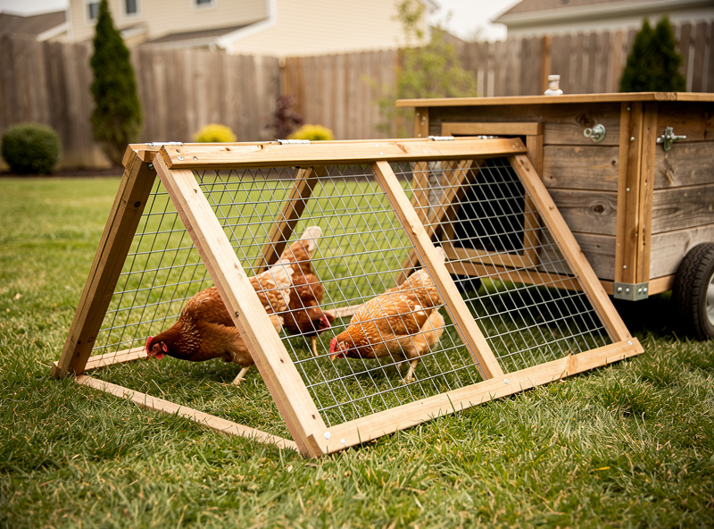 Portable chicken run with connecting tunnel attached to a mobile chicken coop on a backyard lawn