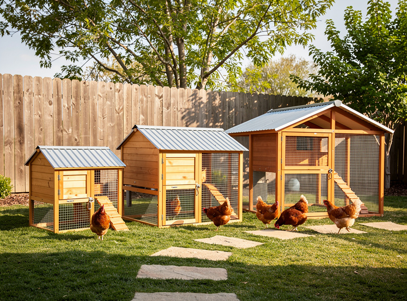 Multiple smart chicken coop size options compared in a backyard setting