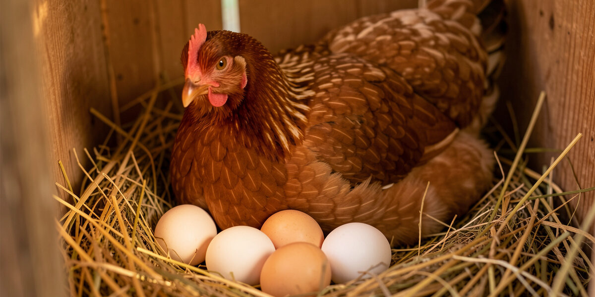 Broody hen hatching