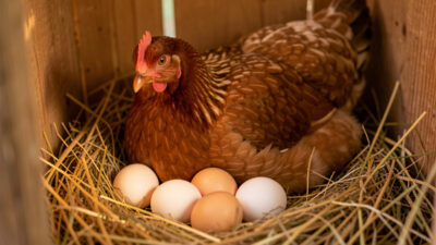 Broody hen hatching
