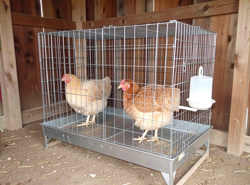 A wire-bottomed broody breaker cage with food and water used to break a broody hen