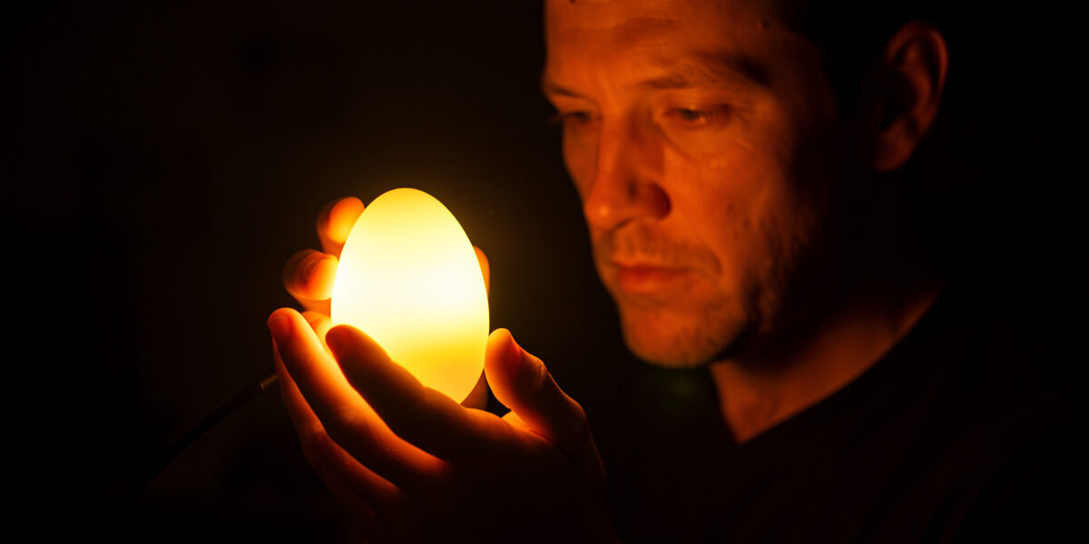 Candling eggs during incubation