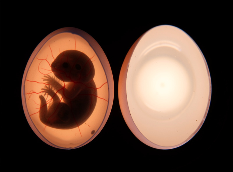 Comparison of a fertile egg with visible veins beside a clear infertile egg under candling light