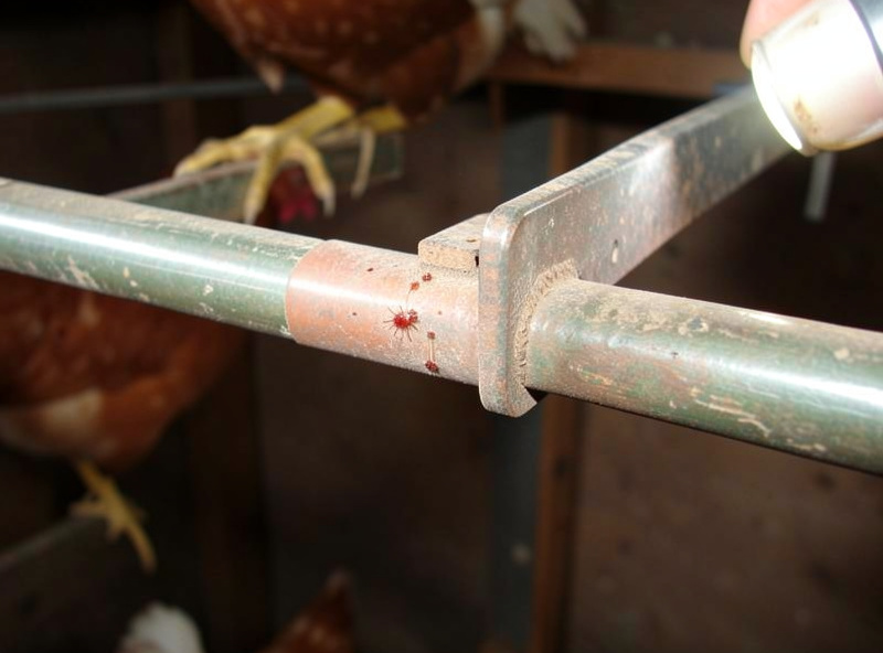 Close inspection of a chicken coop roost bar end and bracket joint checking for red mites during a monthly clean