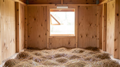 Fresh, dry, well-ventilated chicken coop interior with clean pine litter