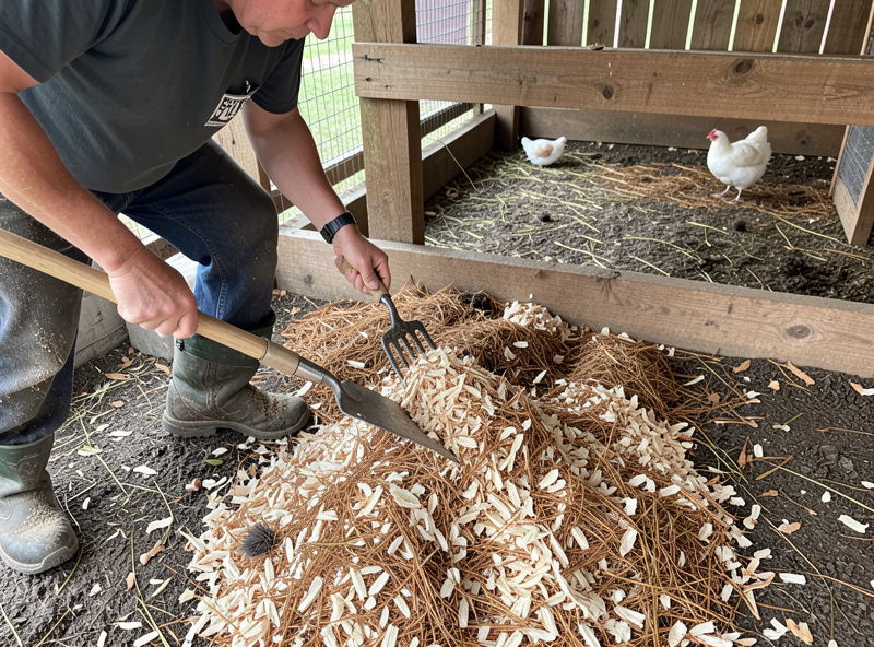 Keeper turning damp chicken coop litter with a fork and adding fresh pine shavings to correct odor at the source