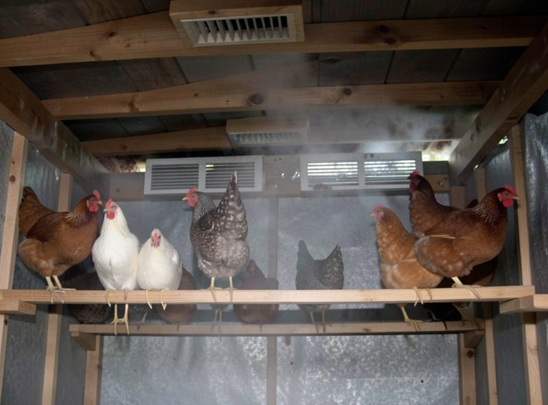 Diagram-style view of a chicken coop showing high venting above the roost versus a low draft crossing the perch