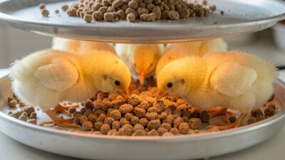 Chicks, pullets and laying hens representing chicken feed protein needs by age
