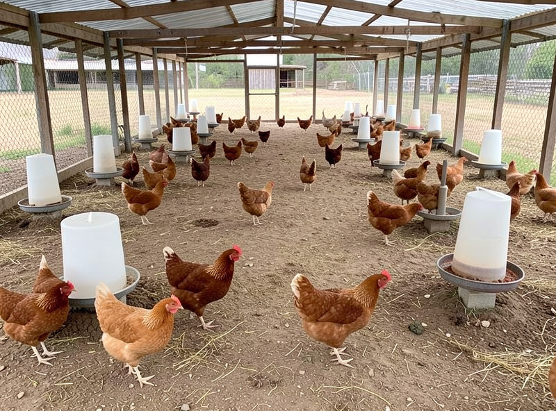 Multiple feeder and waterer stations spread around a chicken run to reduce pecking order conflict