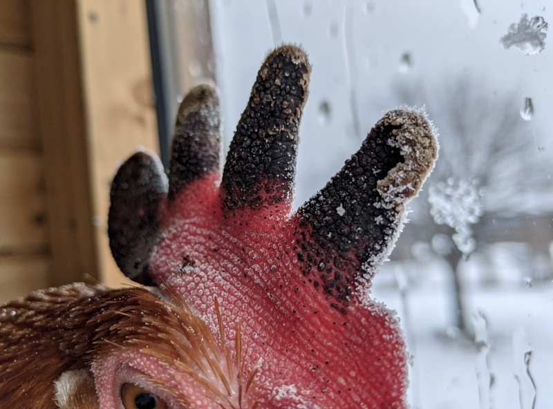 Chicken comb with frostbite damage showing darkened tips in cold winter coop conditions