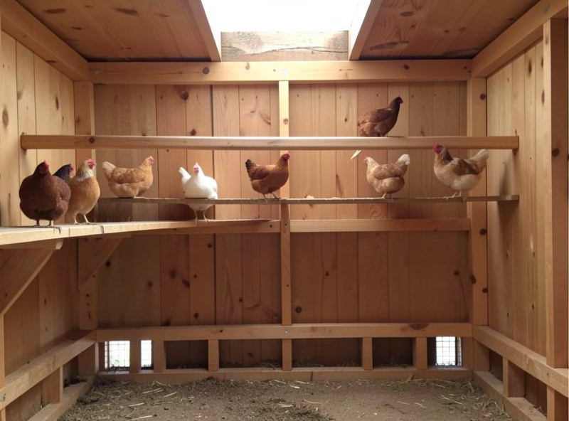 Interior of a chicken coop showing low soffit intake vents and a high roost in the still air zone