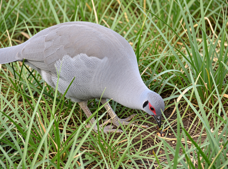 Pearl-grey guinea fowl foraging for ticks in long grass