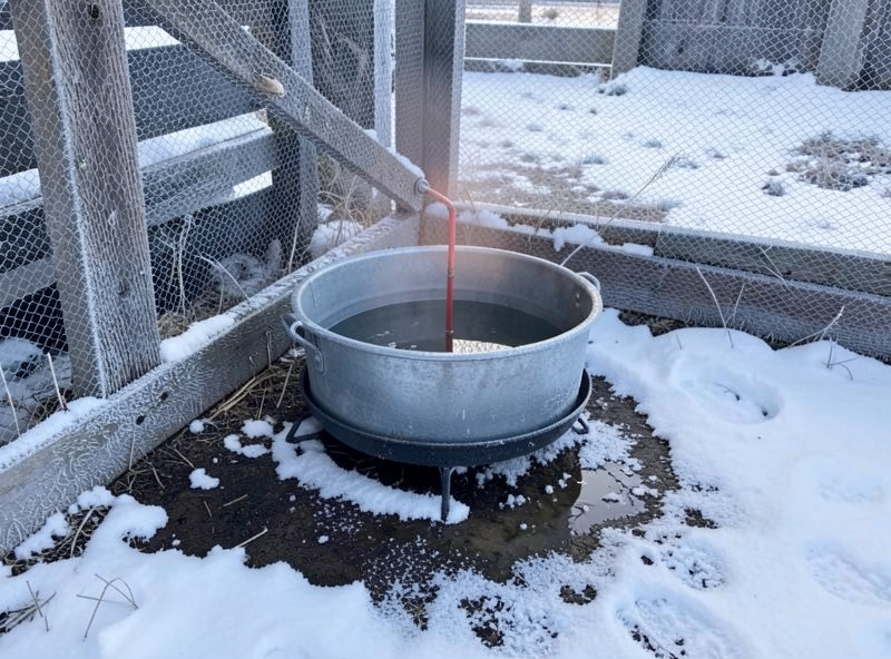 Heated poultry waterer in a snowy coop run with frost on the surrounding ground