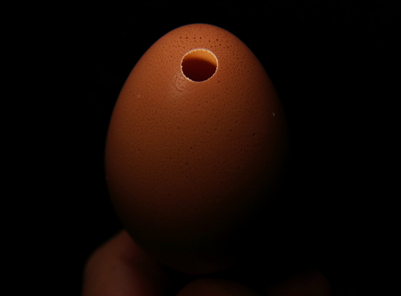 A brown chicken egg held to a candling light at day fourteen, mostly dark with a clear air cell