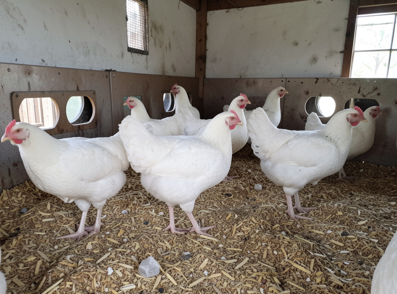 Half-grown Cornish Cross broilers in a clean deep-litter pen with good ventilation