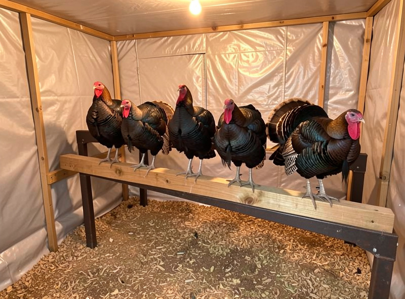 A Bourbon Red heritage turkey displaying its tail in a frosty Nordic backyard beside a welded steel run