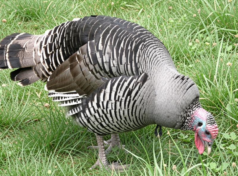 A Narragansett heritage turkey foraging closely in green grass