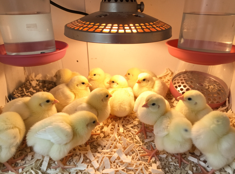 Day-old meat chicks under a radiant heat plate in a clean brooder with fresh waterers