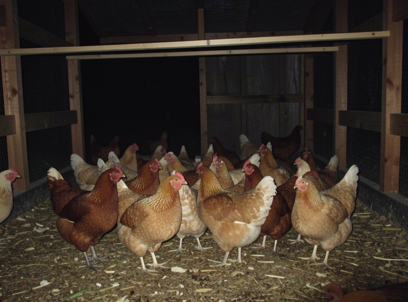 Backyard hens huddled on the litter floor of a dark coop, unable to find the roost bar above them