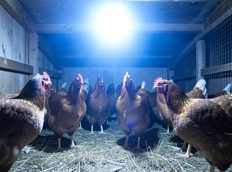A harsh cool-white LED casting bright bluish glare inside a coop with alert-looking hens