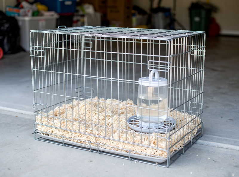 A clean separate quarantine crate with fresh bedding, waterer and feeder for an isolated chicken