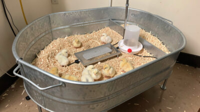 Chick brooder setup