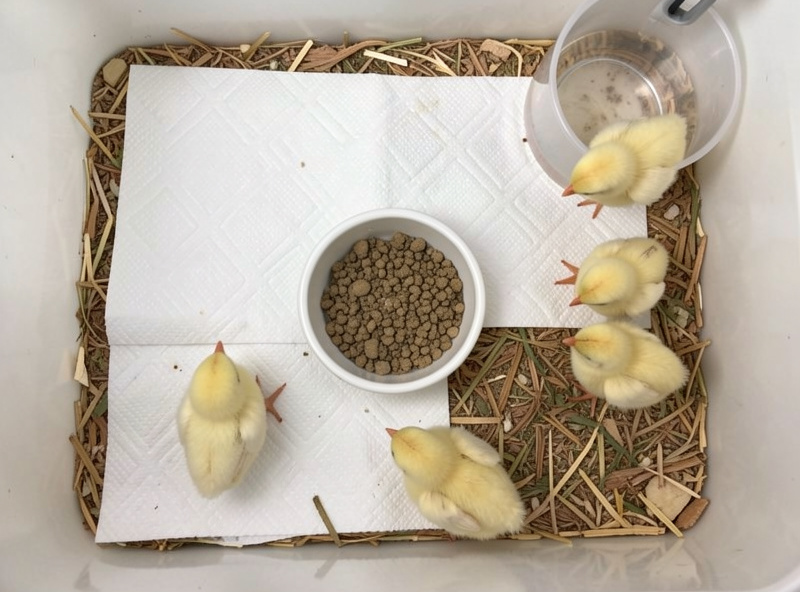 Overhead view inside a chick brooder with paper towel over pine shavings, a chick feeder of crumble, and a narrow-lipped waterer