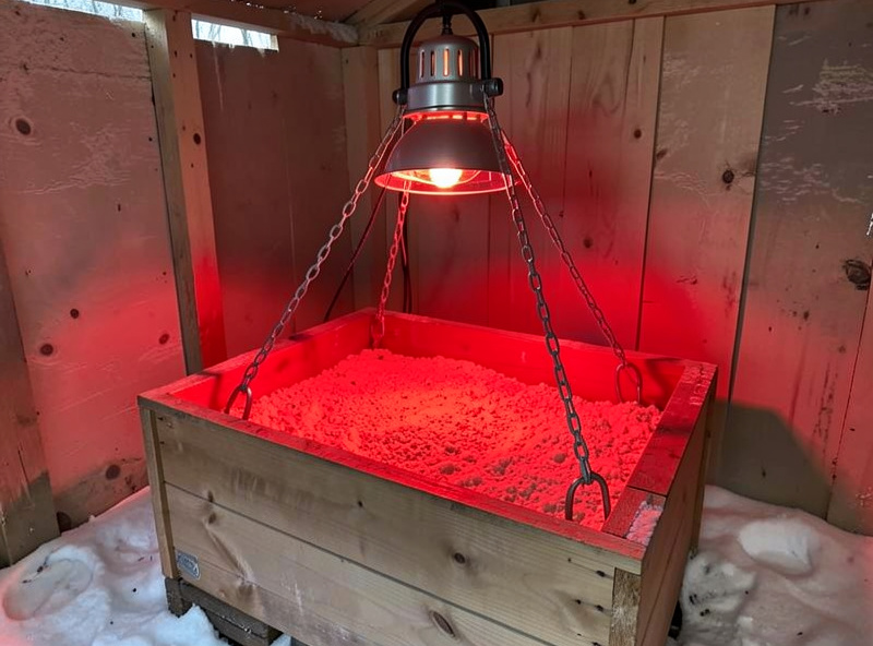 A heat lamp secured with two separate chains over a deep brooder box in a cold outbuilding