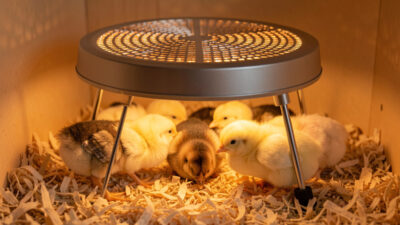 Chick heat plate vs heat lamp