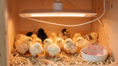 Raising baby chicks