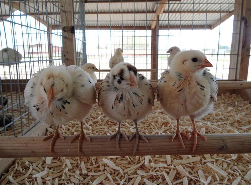 Three-week-old pullets with emerging feathers perched on a low roost bar inside a grow-out pen