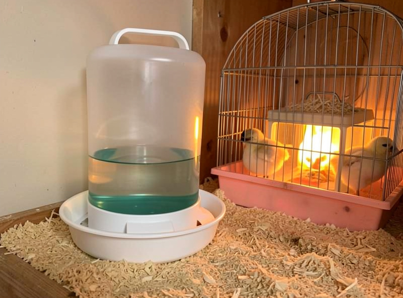 A clean chick waterer with electrolyte-tinted water beside a warm brooder corner