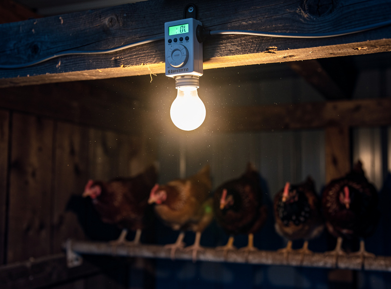 Warm LED coop light on a timer illuminating hens on a winter morning before dawn