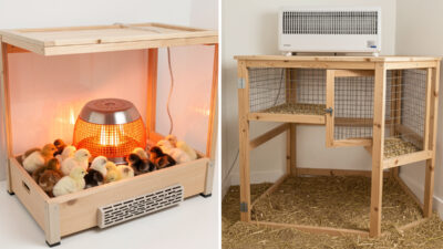 Brooder heat plate for chicks beside a coop panel heater for adult birds