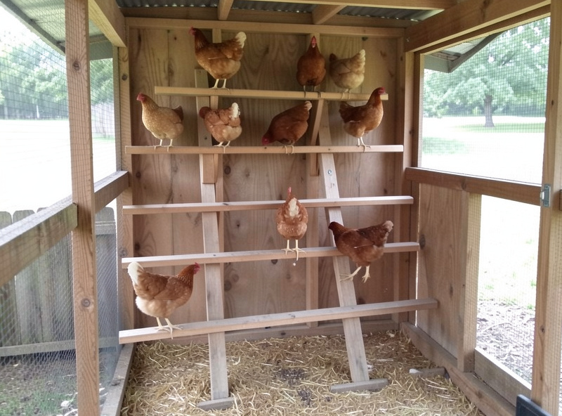 Ladder-style multi-level chicken roost with three staggered bars at rising heights, hens perched at different levels