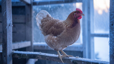 Red-combed hen on a wooden roost inside a frosty coop at dawn in soft blue winter light