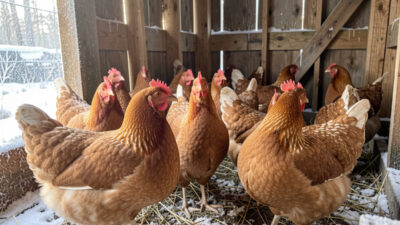 Cold-hardy chickens roosting in a frosty coop without a heater