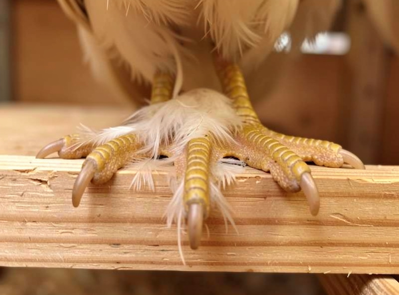 Extreme close-up of a hen's foot resting flat on a wide flat 2x4 with belly feathers covering the toes