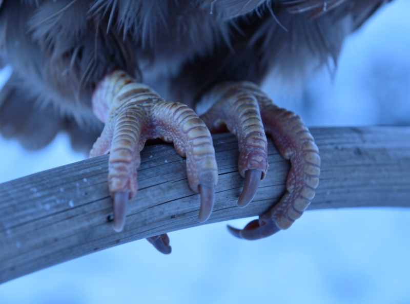 Close-up of a chicken's toes wrapped around a narrow round wooden dowel with the toes exposed to cold air