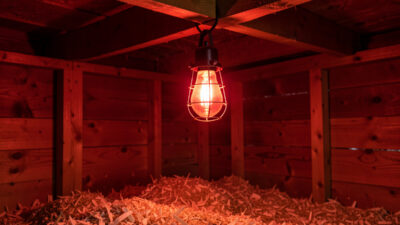 Heat lamp clamped over dry bedding in a chicken coop, a fire hazard