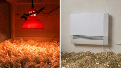 Heat lamp and radiant panel heater side by side in a chicken coop