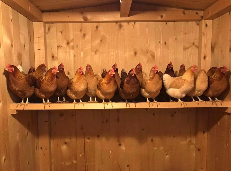 A single long horizontal roost bar with a mixed-size flock of hens all perched at the same level
