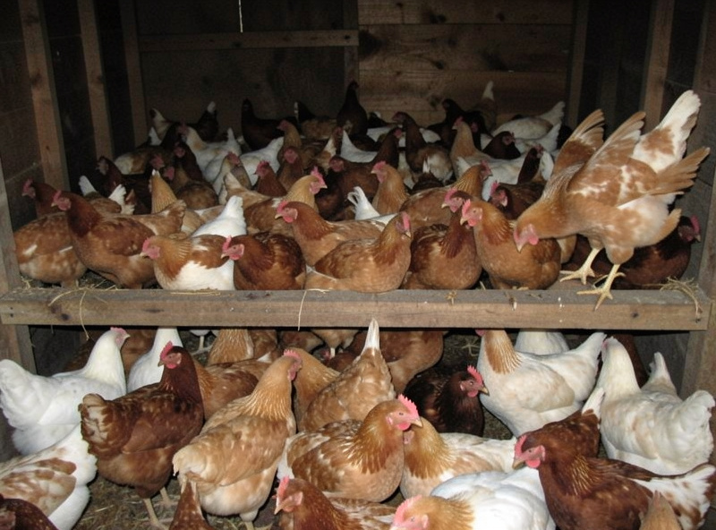 An overcrowded roost with too many hens packed tightly and one bird pushed off to the edge