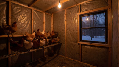 Calm chicken coop interior lit by a single warm light before dawn with hens on a high roost