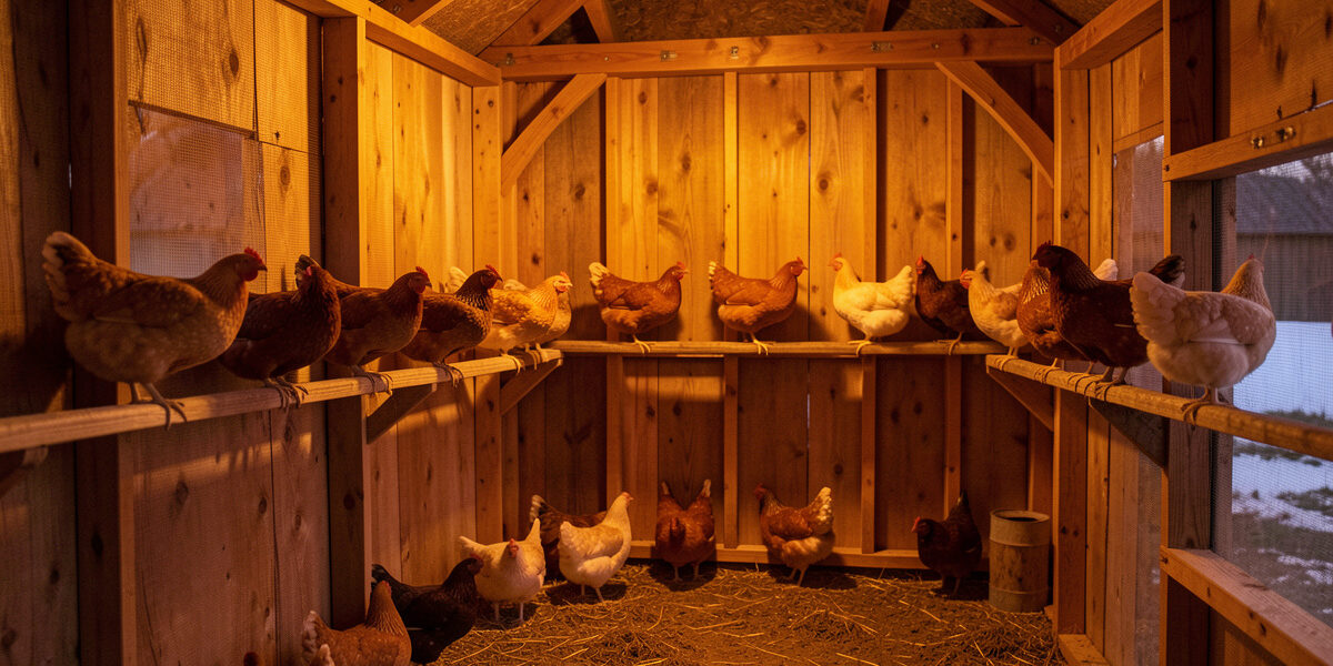 Wooden chicken coop interior bathed in soft warm amber LED light with hens settling on the roost